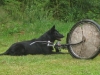 Inox  vw bewaken