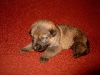 Pup Django Caya B