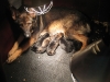 Bayca pups 271108