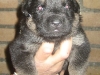 E nest Eros Marco