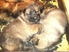 F nest 3 wkn B
