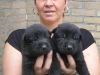 Patty pups  15dgn A_edited