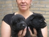 Patty pups A 15dgn_edited