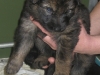 Pup Django Breezerd