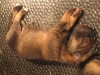 Pup H nest 1dgn