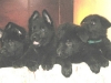 Pups D nest Kiridesja 4 wkn