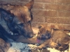 bayca-en-pup-j-nest