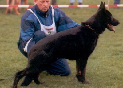 Duitse Herder in Waxler Stand