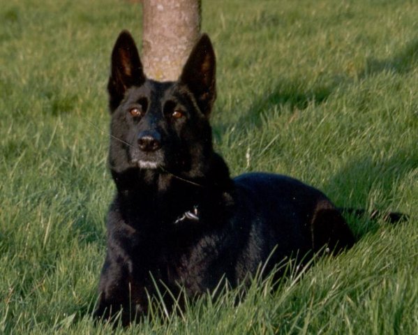 Cheyenne